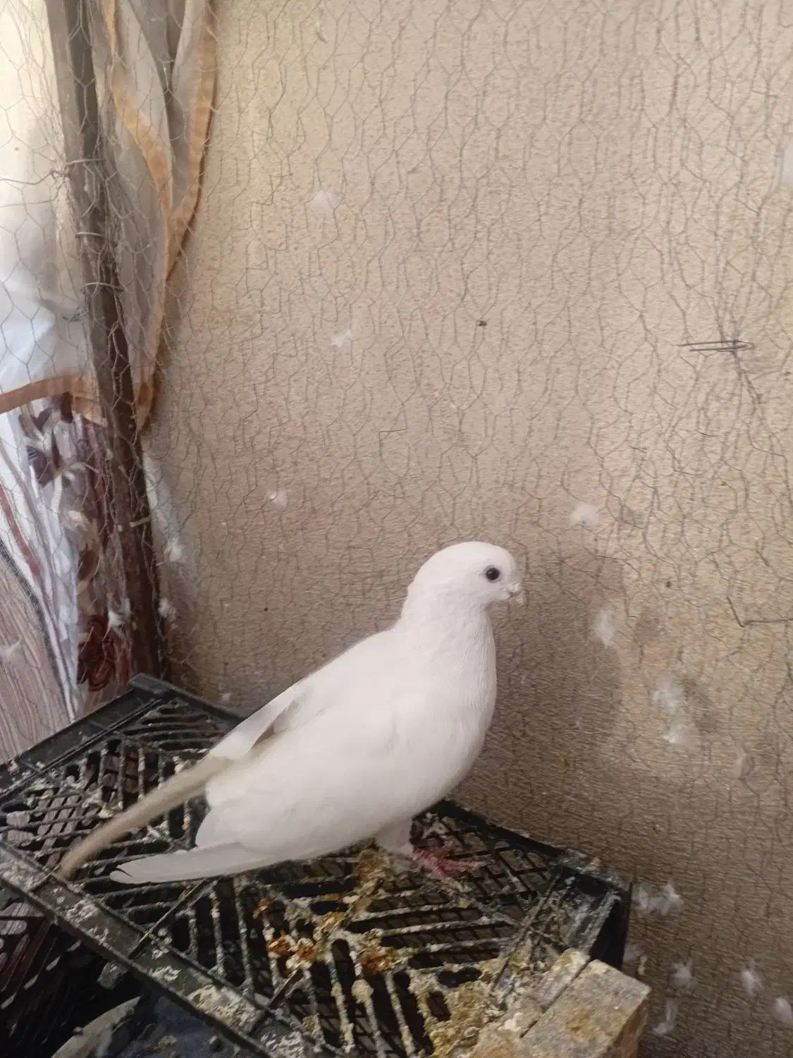 کفتر پرشی خیلی خوب|پرنده|بومهن, |دیوار