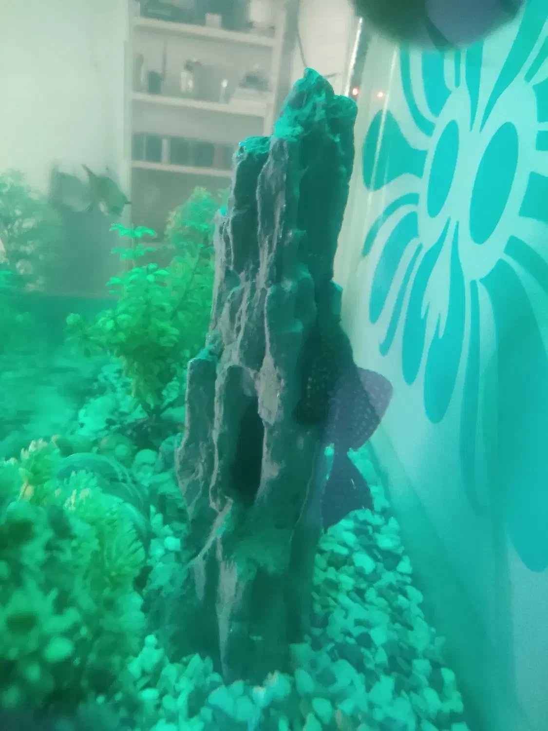 فروش فوری|ماهی|تبریز, |دیوار