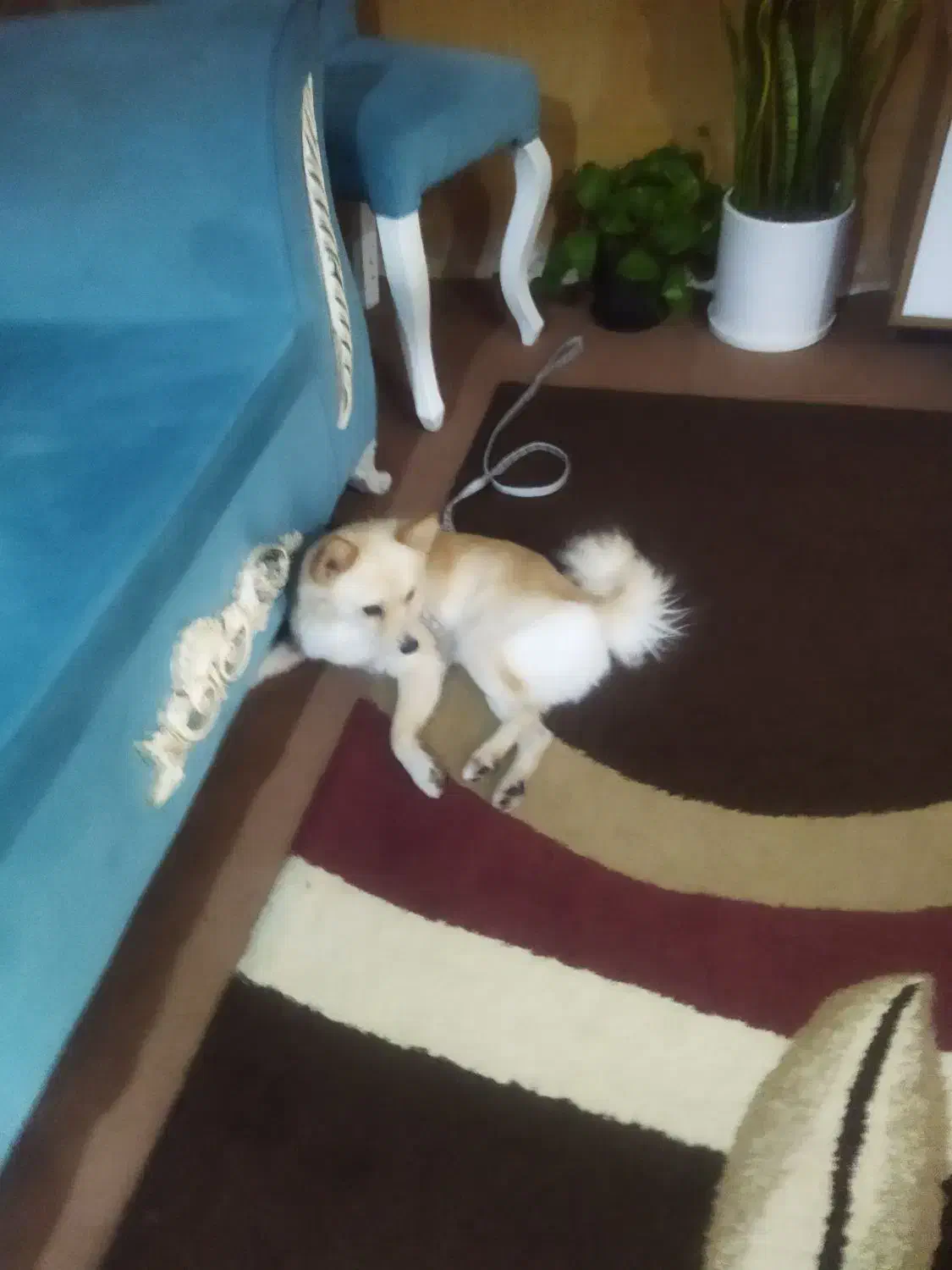 سگ خیلی باهوش اروم|سگ|دوگنبدان, |دیوار