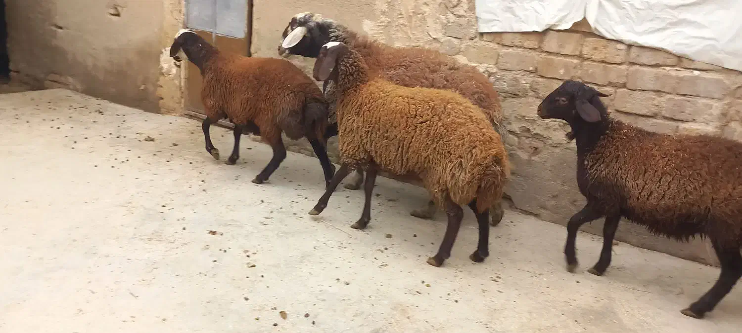 بره نر وماده|حیوانات مزرعه|فامنین, |دیوار