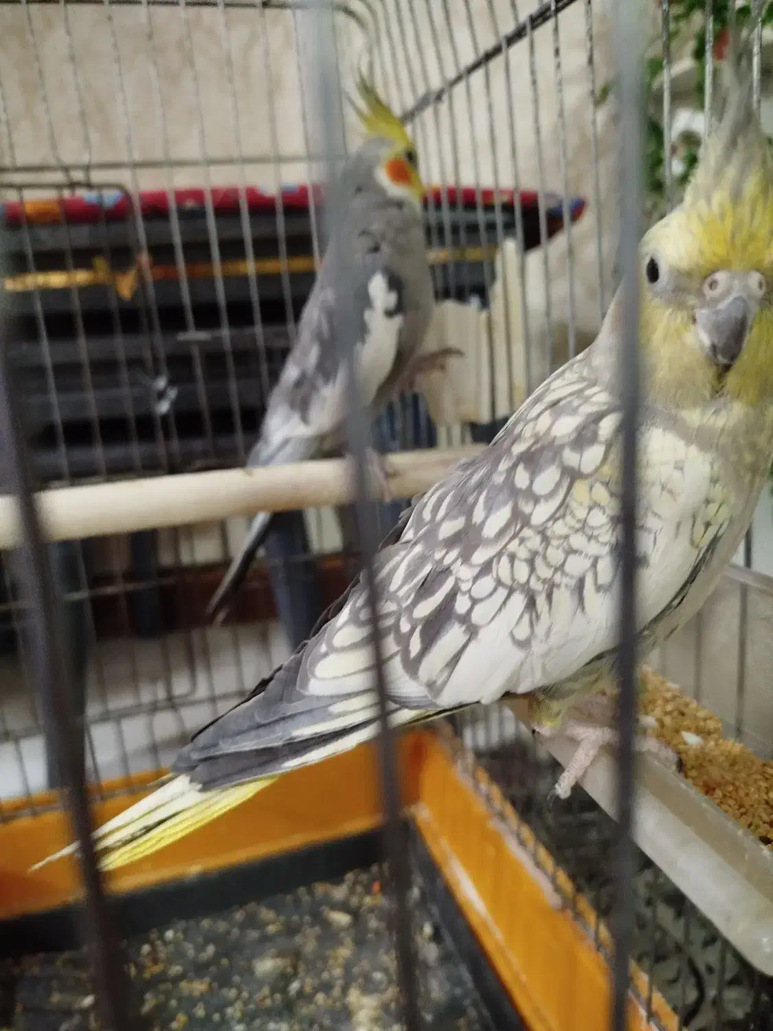 عروس هلندی  جفت|پرنده|رباط‌کریم, کاظم‌آباد|دیوار