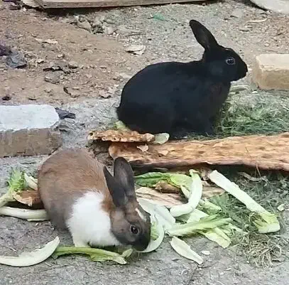 خرگوش اهلی|موش و خرگوش|صائین قلعه, |دیوار