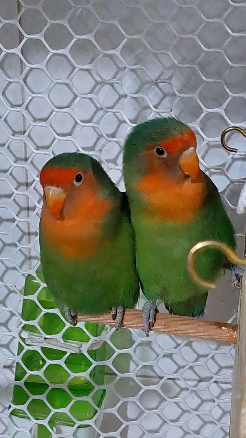 یک جفت کوتوله برزیلی معاوضه با عروس هلندی یا فروش|پرنده|قرچک, زیبا شهر|دیوار