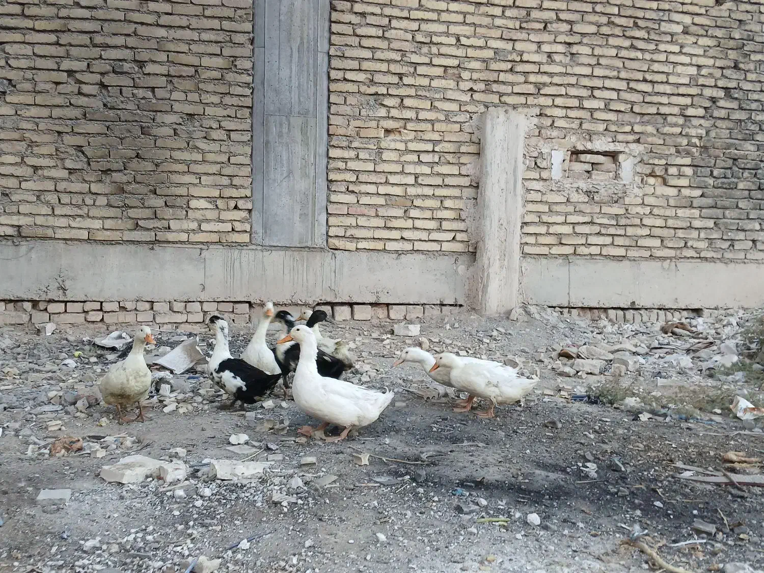 اردک محلی|حیوانات مزرعه|رباطکریم, رباطکریم|دیوار