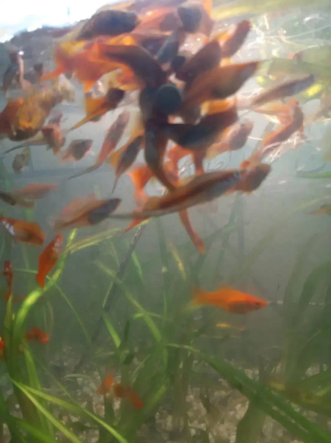 گوپی و دم شمشیری|ماهی|اهواز, لشکرآباد|دیوار