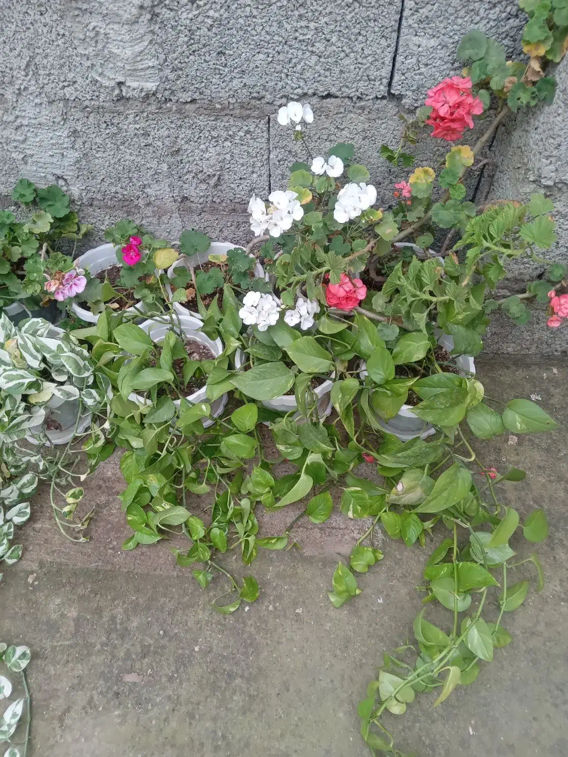 انواع گل|گل و گیاه طبیعی|رشت, بیجارپس|دیوار
