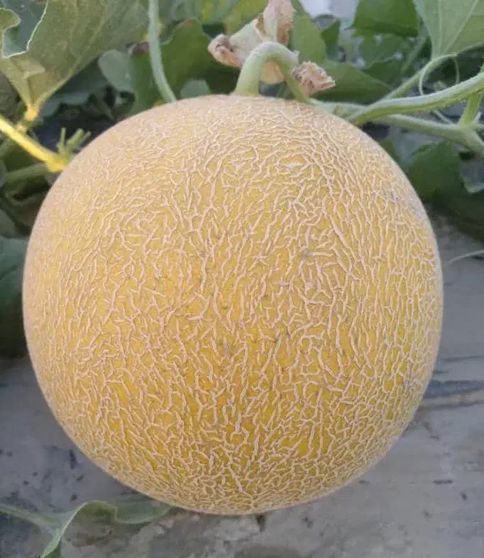 اجاره شیش هکتار زمین کشاورزی وحدتیه|اجارهٔ دفتر صنعتی، کشاورزی، تجاری|وحدتیه, |دیوار