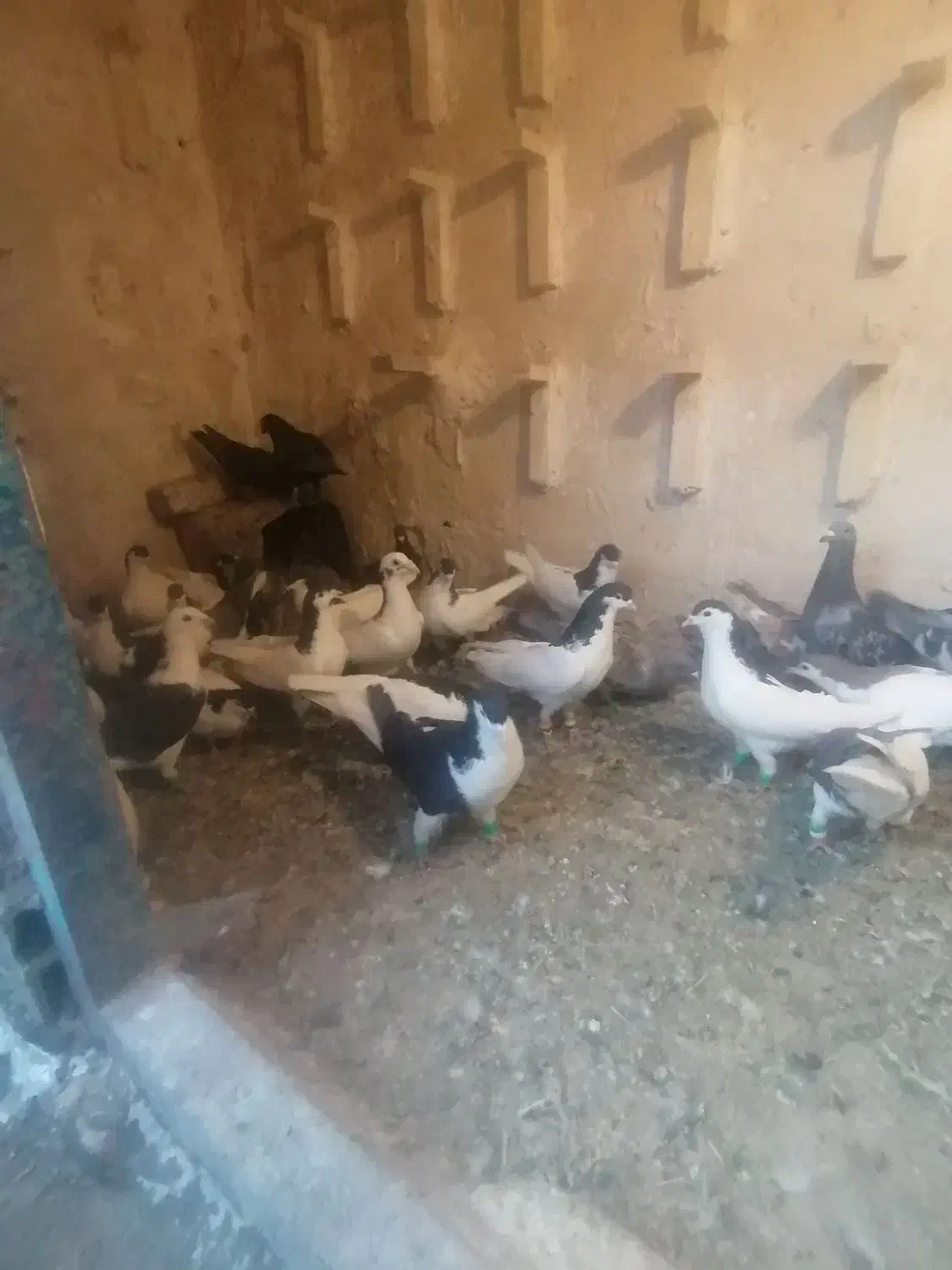 کفتر ساده|پرنده|بردسکن, |دیوار