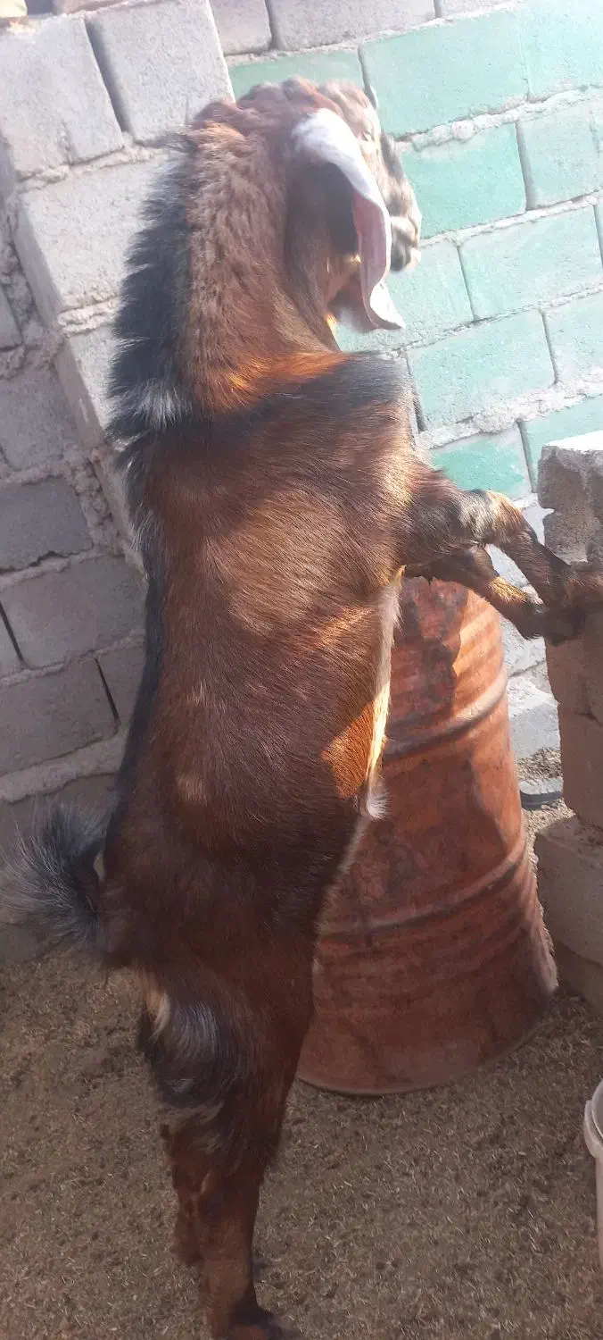 بزچاق وچله نر هردوتاباهم ۳۰میلیون|حیوانات مزرعه|هیرمند, |دیوار