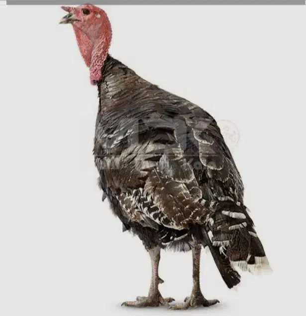 واگذاری و مشارکت پرورش بوقلمون|حیوانات مزرعه|تهران, امانیه|دیوار