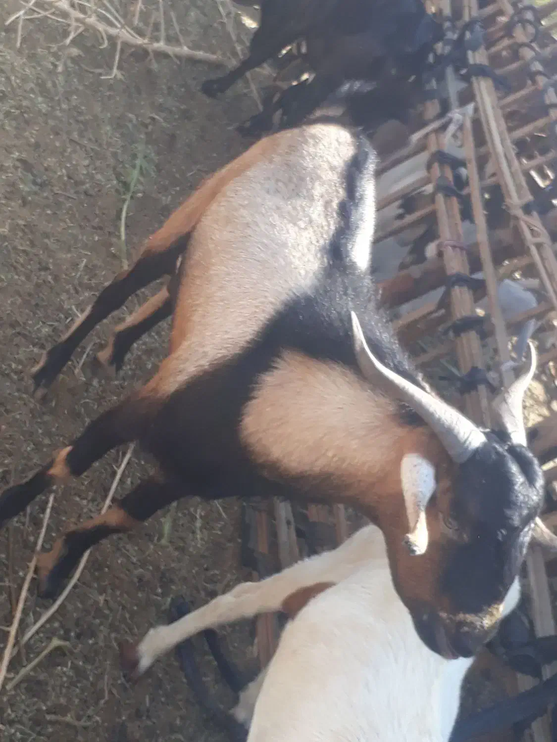 نری|حیوانات مزرعه|فین, |دیوار