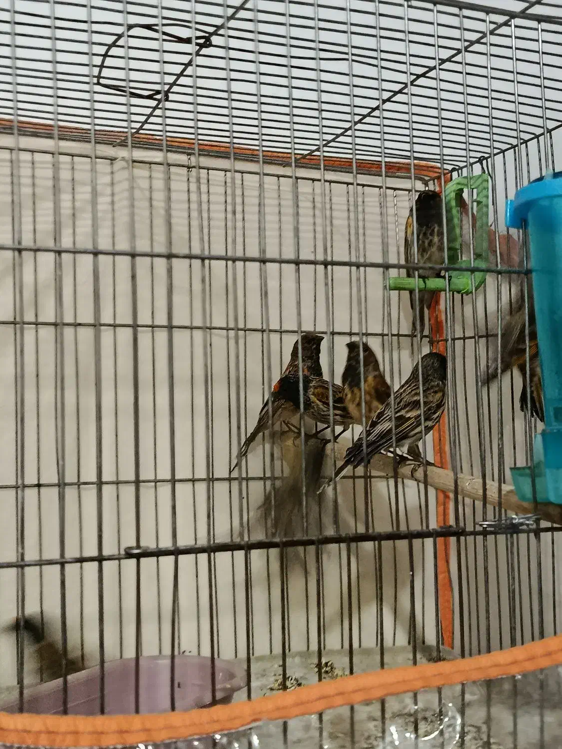 گلبسر زیر قیمت|پرنده|الیگودرز, |دیوار