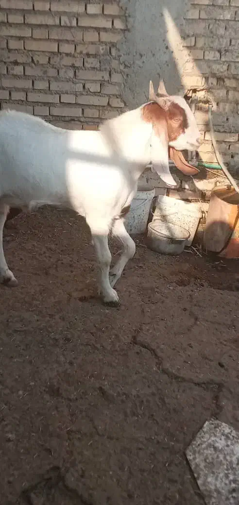 بز افغانی نر|حیوانات مزرعه|رامشیر, |دیوار