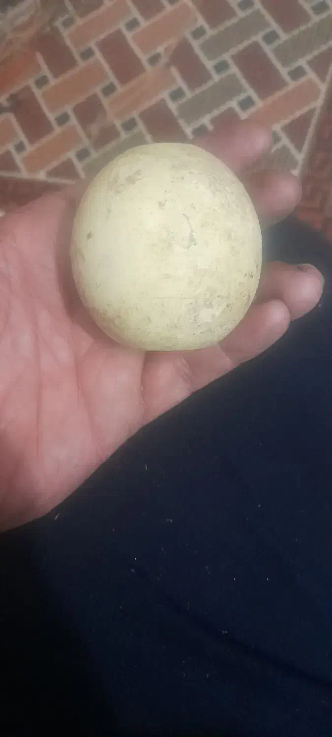 سنگ آسیاب اصل|کلکسیون اشیاء عتیقه|حمیدیا, |دیوار