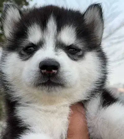 توله هاسکی|سگ|مشهد, شهرک رازی (شهرک غرب)|دیوار