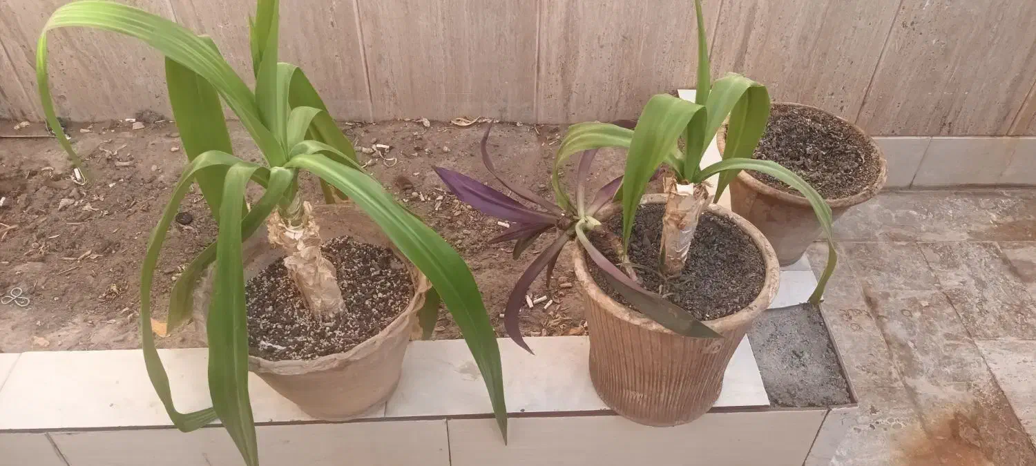 گل زیبای زینتی در گلدان سالم|گل و گیاه طبیعی|میبد, |دیوار