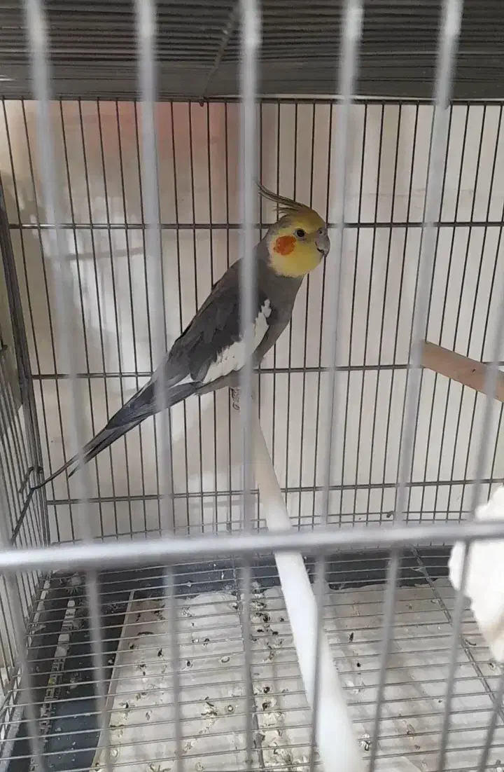 عروس هلندی گمشده|حیوانات|خرم‌آباد, |دیوار