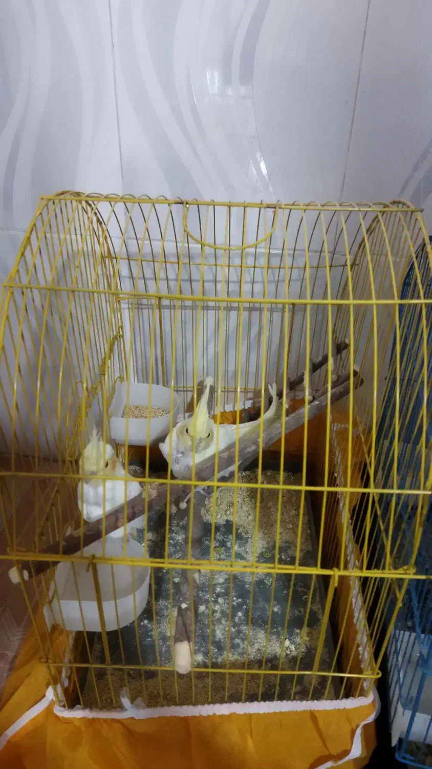 پرنده|پرنده|نورآباد, |دیوار