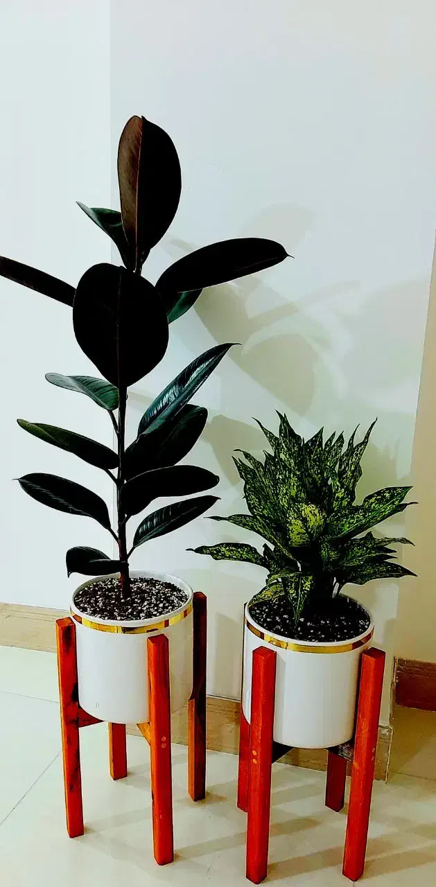 گل های طبیعی ارسال درب منزل|گل و گیاه طبیعی|اردبیل, |دیوار