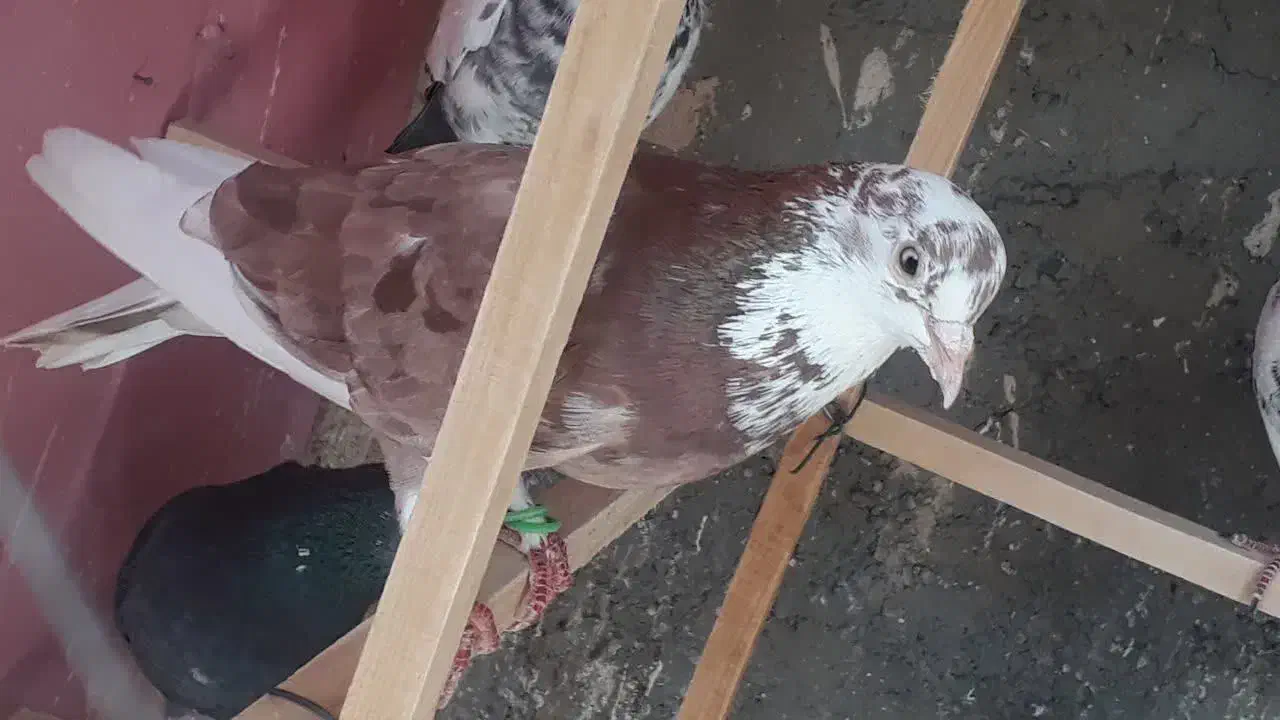 کبوتر|پرنده|اصفهان, کنگاز|دیوار