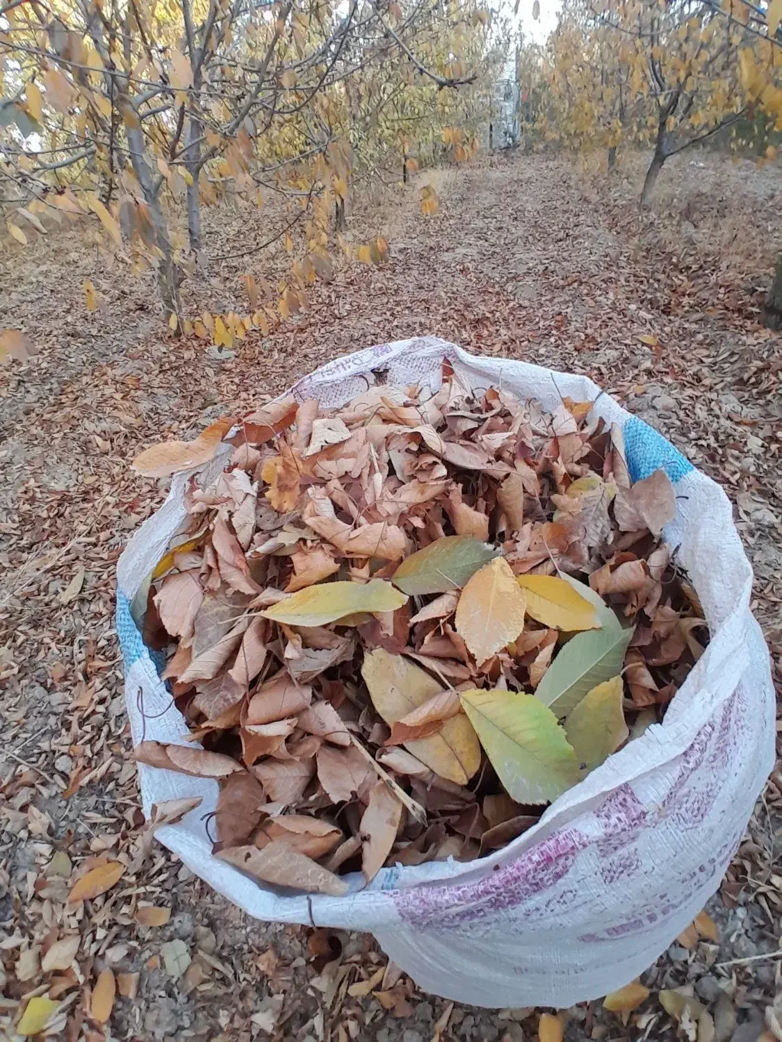 برگ درخت|گل و گیاه طبیعی|بجنورد, |دیوار