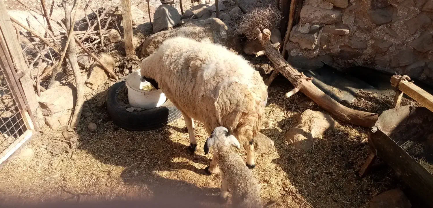 میش سرحال بابره مایه وقوچ|حیوانات مزرعه|کرمان, |دیوار