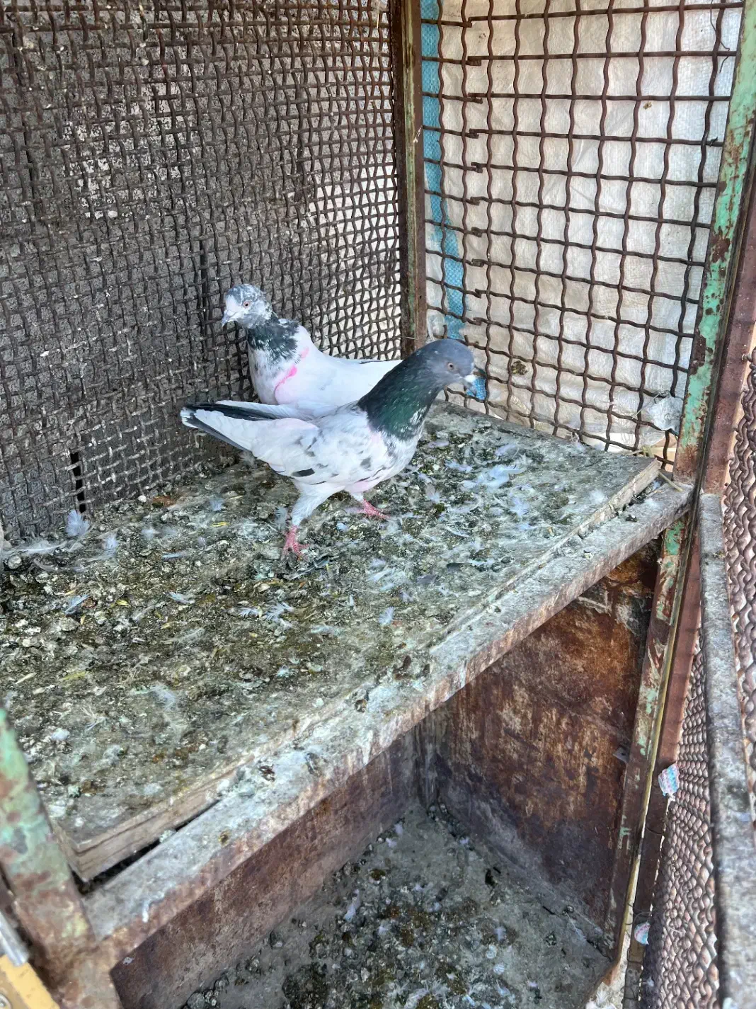 یه جفت پاکستانی|پرنده|سمنان, |دیوار