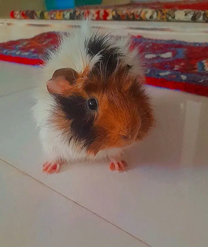 خوکچه هلندی|موش و خرگوش|تبریز, |دیوار