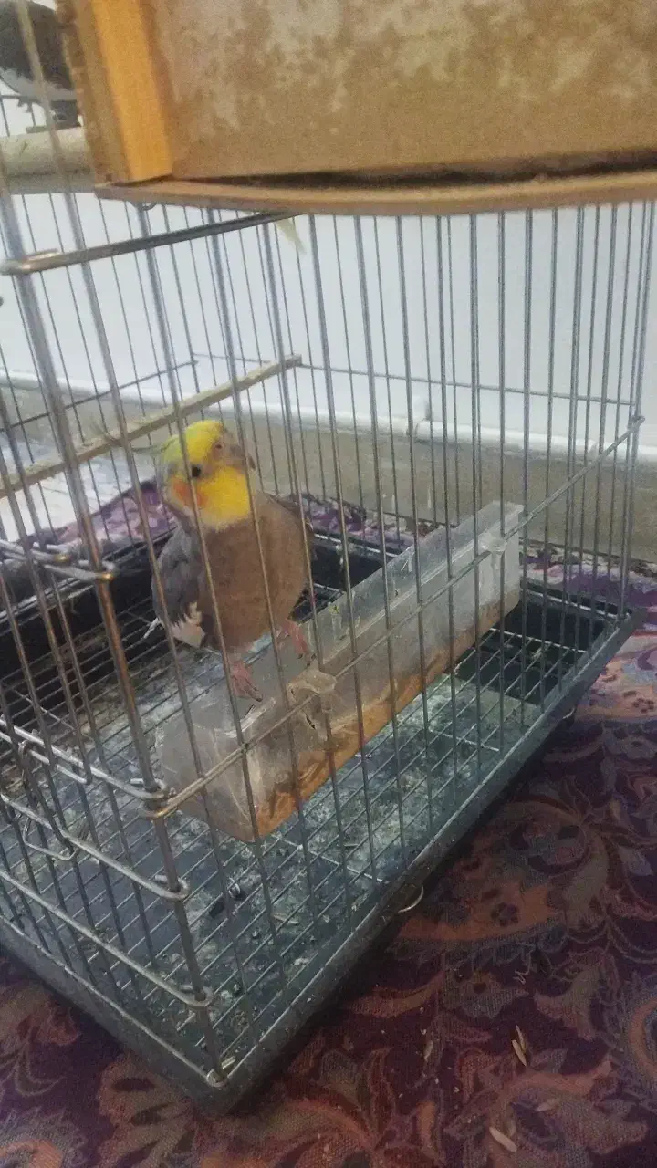 عروس هلندی|پرنده|رباط‌کریم, رباط‌کریم|دیوار