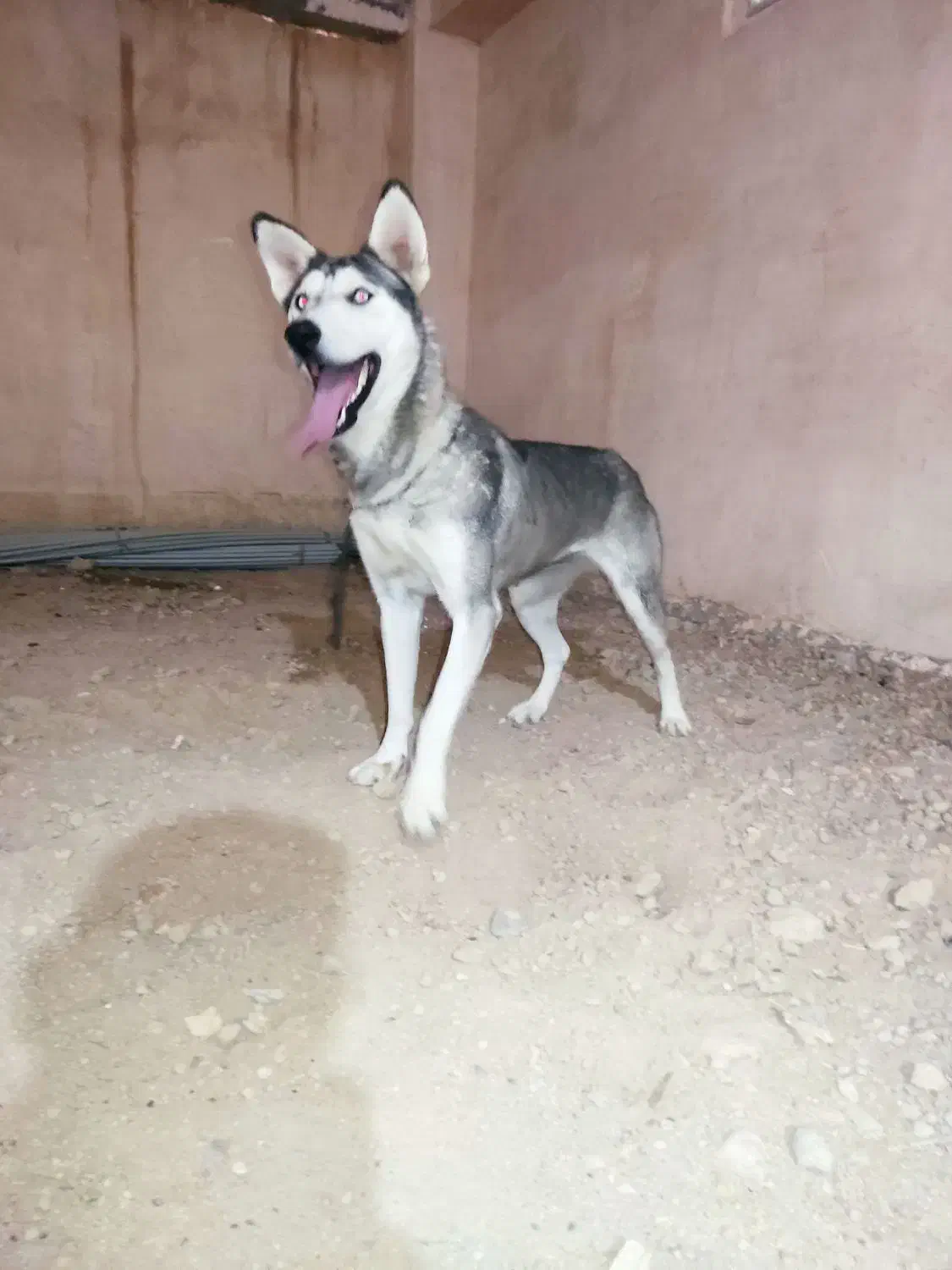 هاسکی باهوش نگهبانی|سگ|مراغه, |دیوار