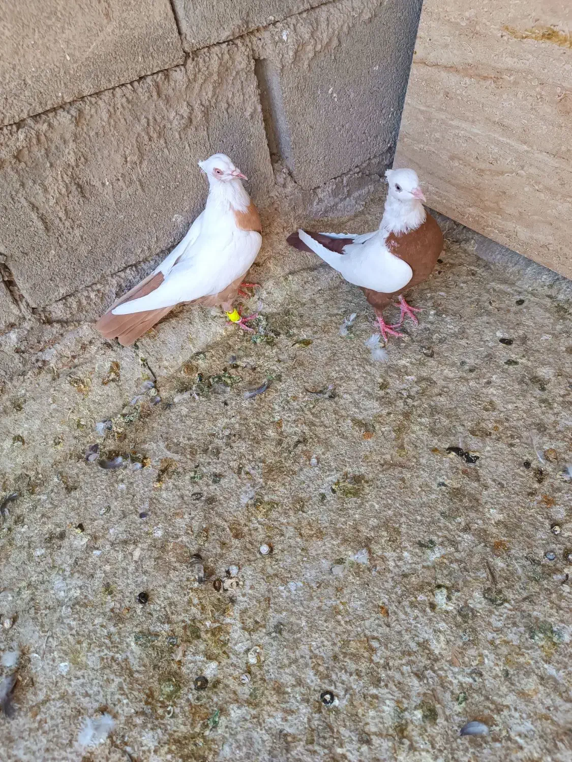 نرو ماده دم زرد دم سرخ بدون عیب|پرنده|شیراز, ریاستی|دیوار