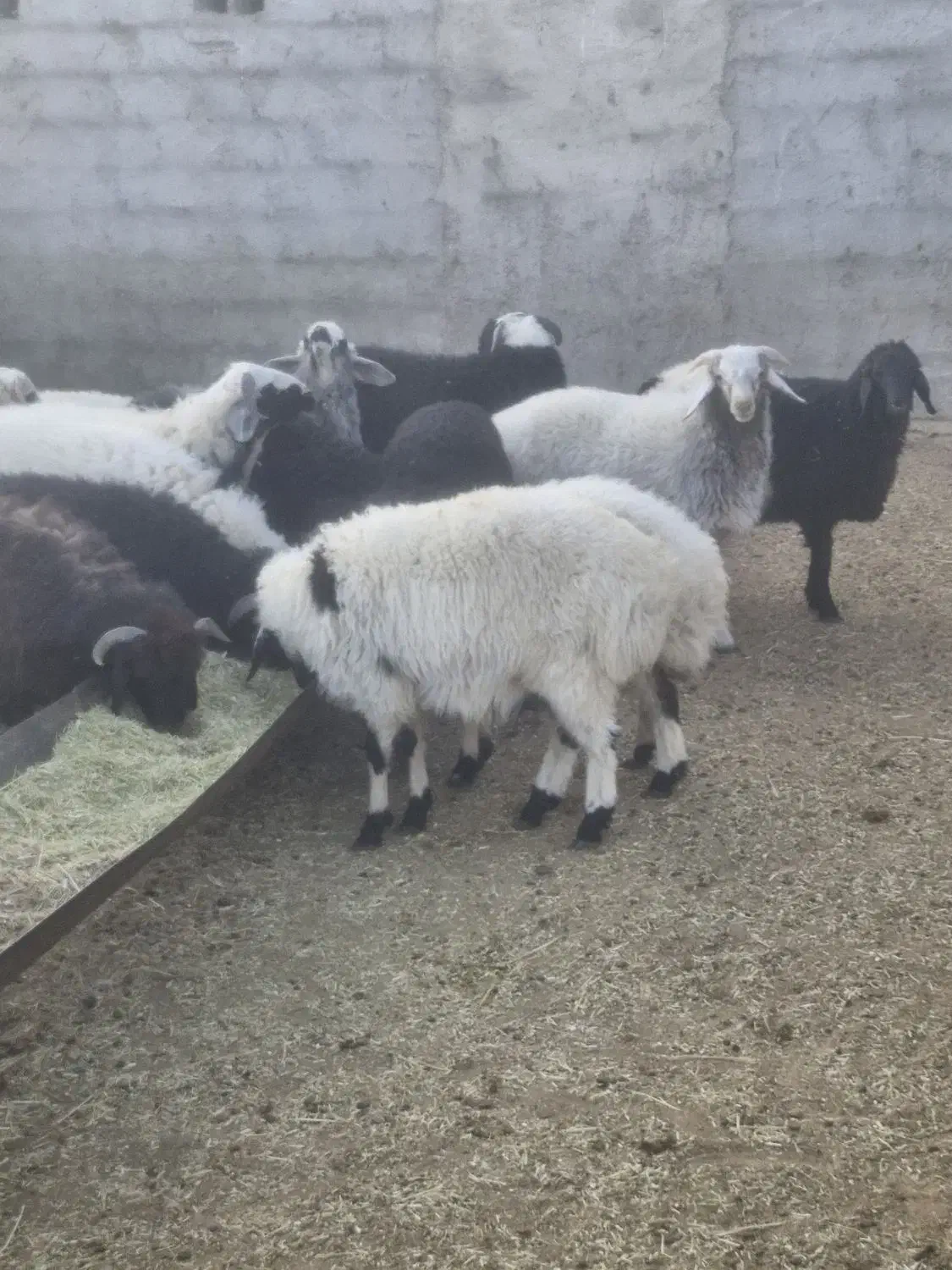 بره صادراتی|حیوانات مزرعه|سرچهان, |دیوار