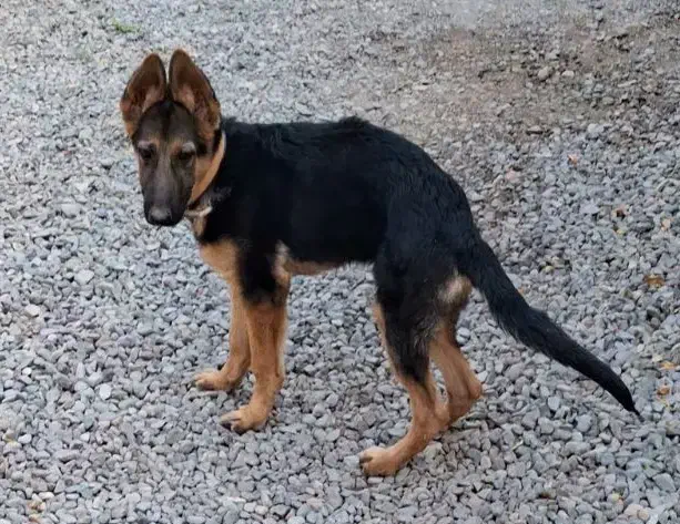 توله ۴ماهه گم شده. مژدگانی|سگ|بم, |دیوار