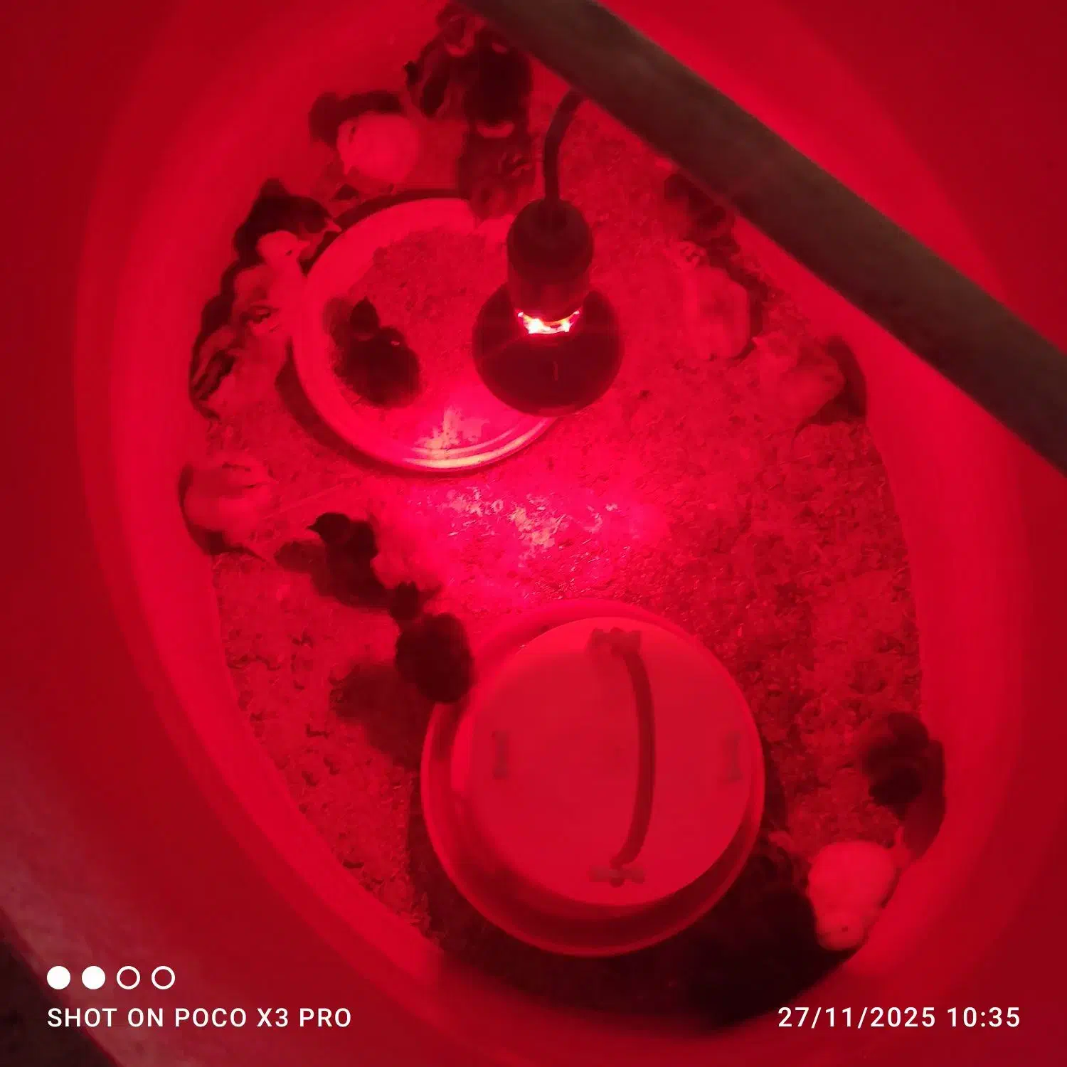 فروش ۲۰عددجوجه ۴روزه ۱۶تاش گردن لخت|حیوانات مزرعه|بهبهان, |دیوار