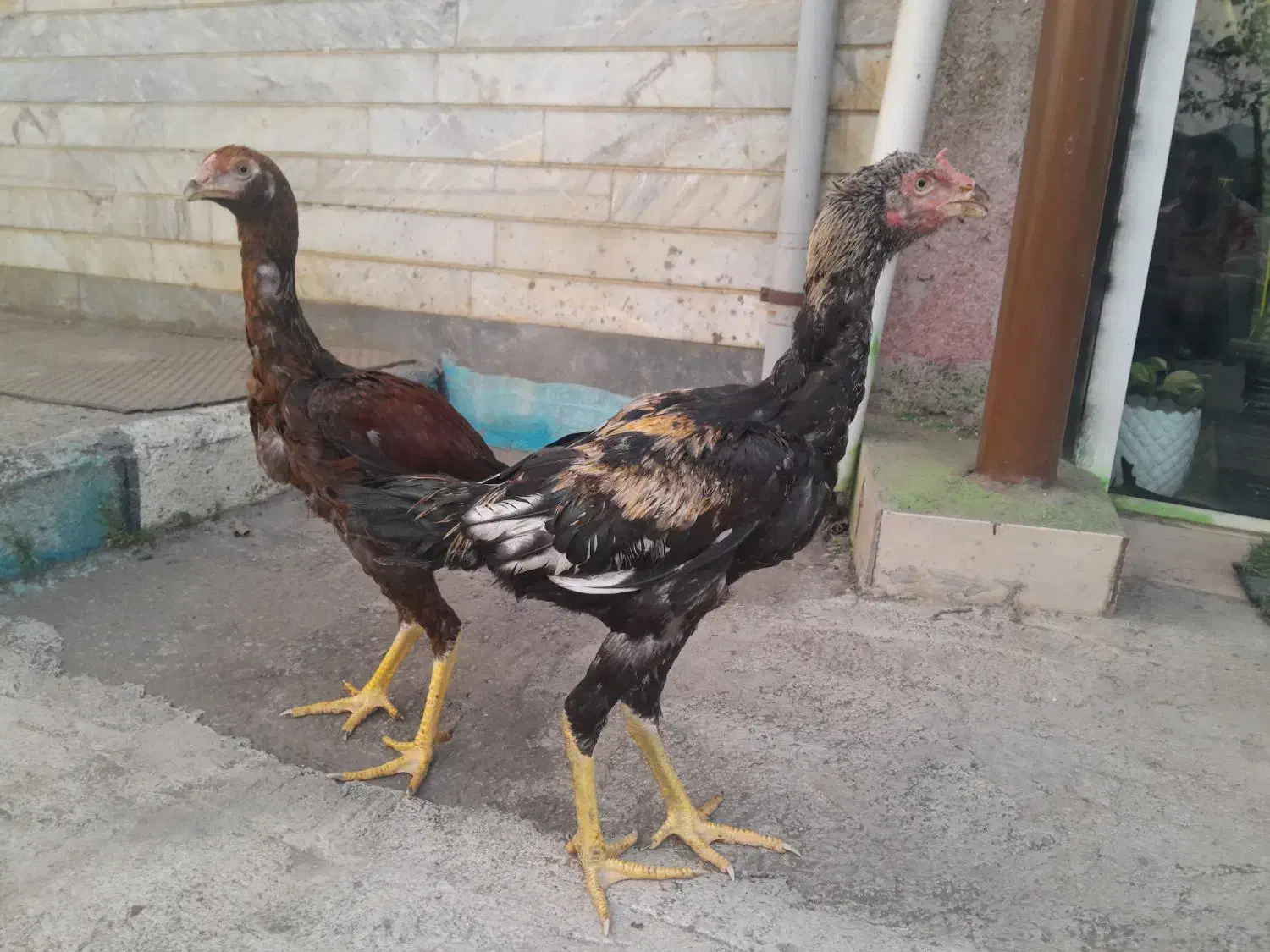 خروس لاری|حیوانات مزرعه|رشت, لاکان|دیوار