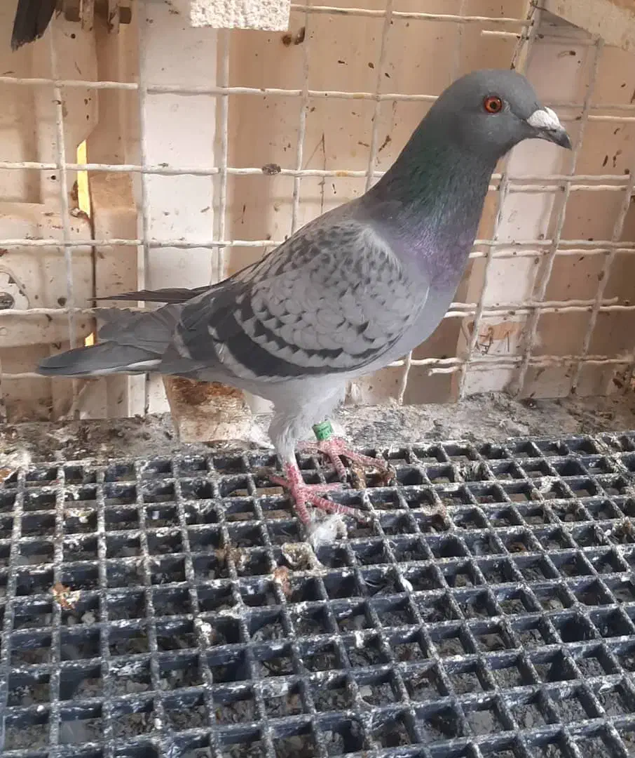 پرنده کبوتر  پلاکی و زاغ شهرستانی|پرنده|اهواز, فولادشهر|دیوار