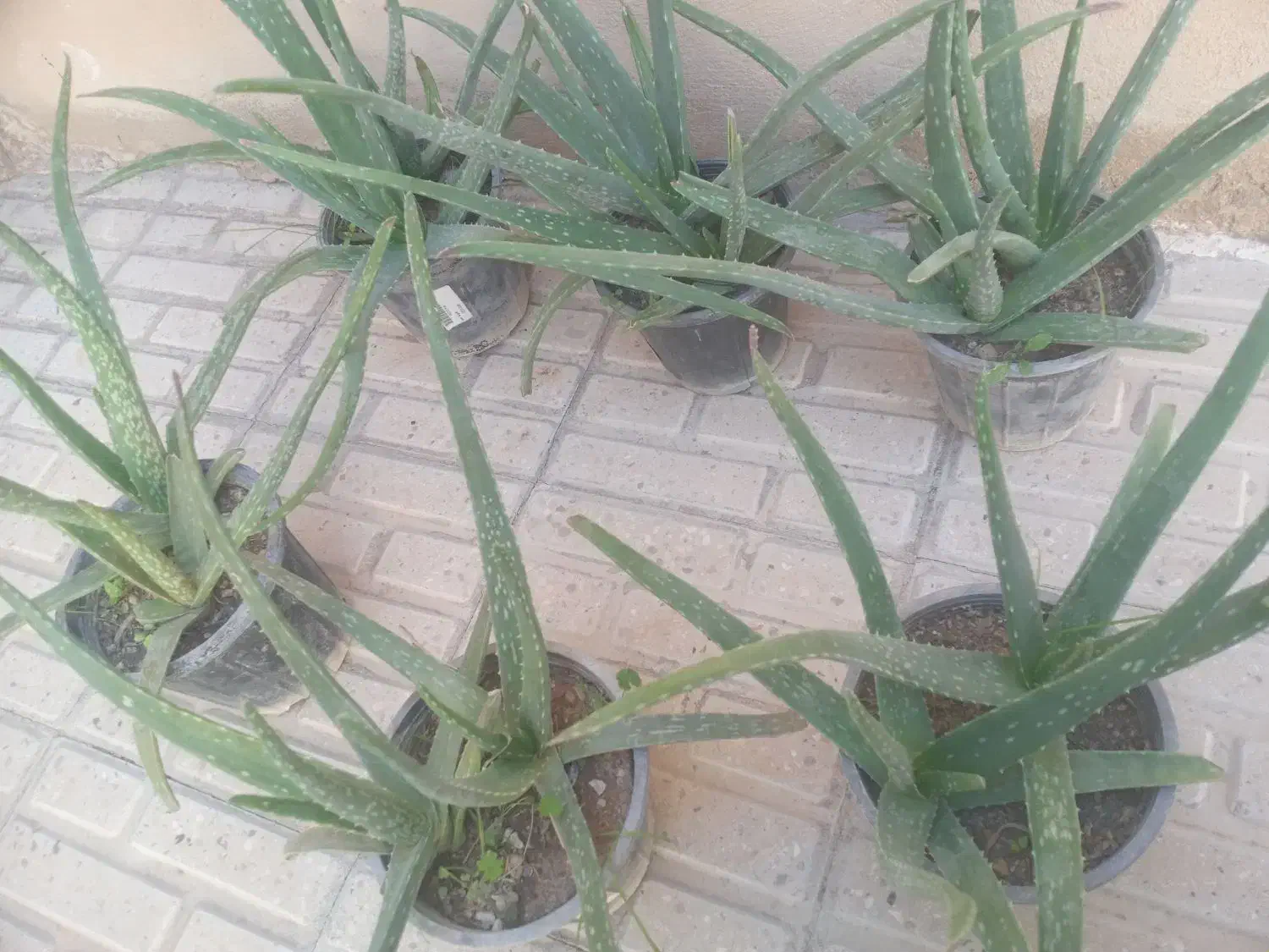 گل آلوئه ورا|گل و گیاه طبیعی|ایلام, |دیوار