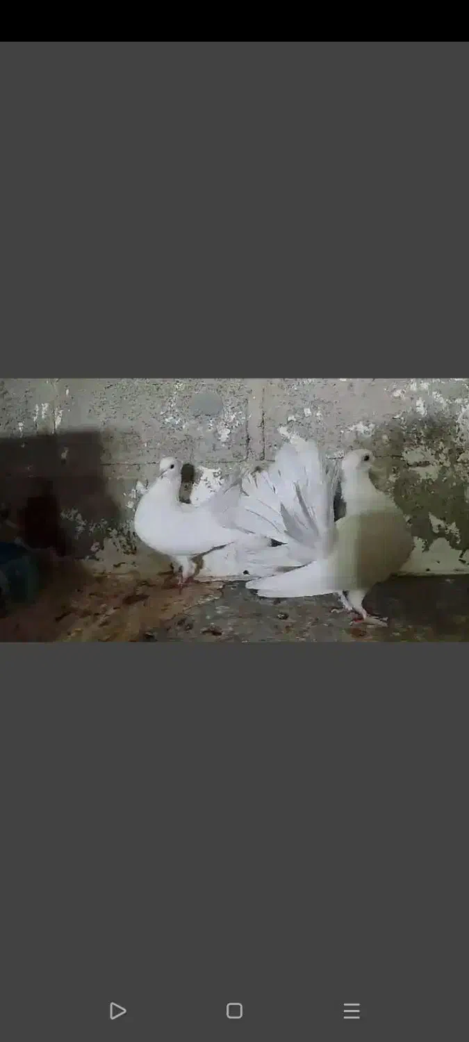 جفت دم چتری . طوقی|پرنده|مهر, |دیوار