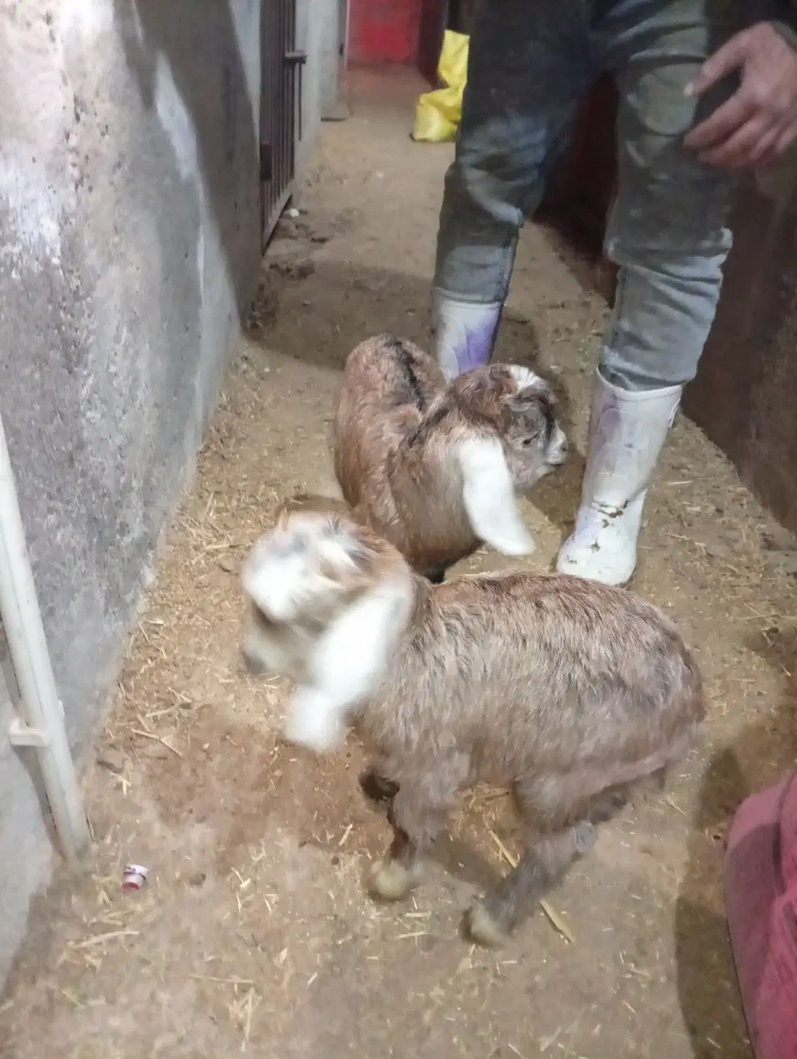 ۲عدد بزغاله نر و ماده فروشی|حیوانات مزرعه|اردبیل, |دیوار