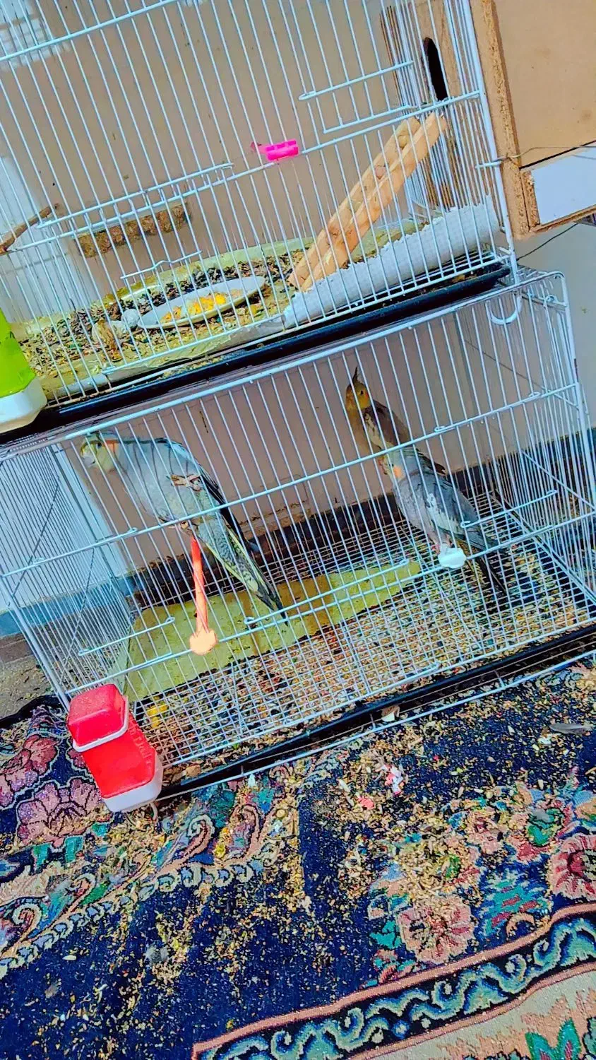 تعدادی عروس هلندی جوان و جوجه|پرنده|گنبد کاووس, |دیوار