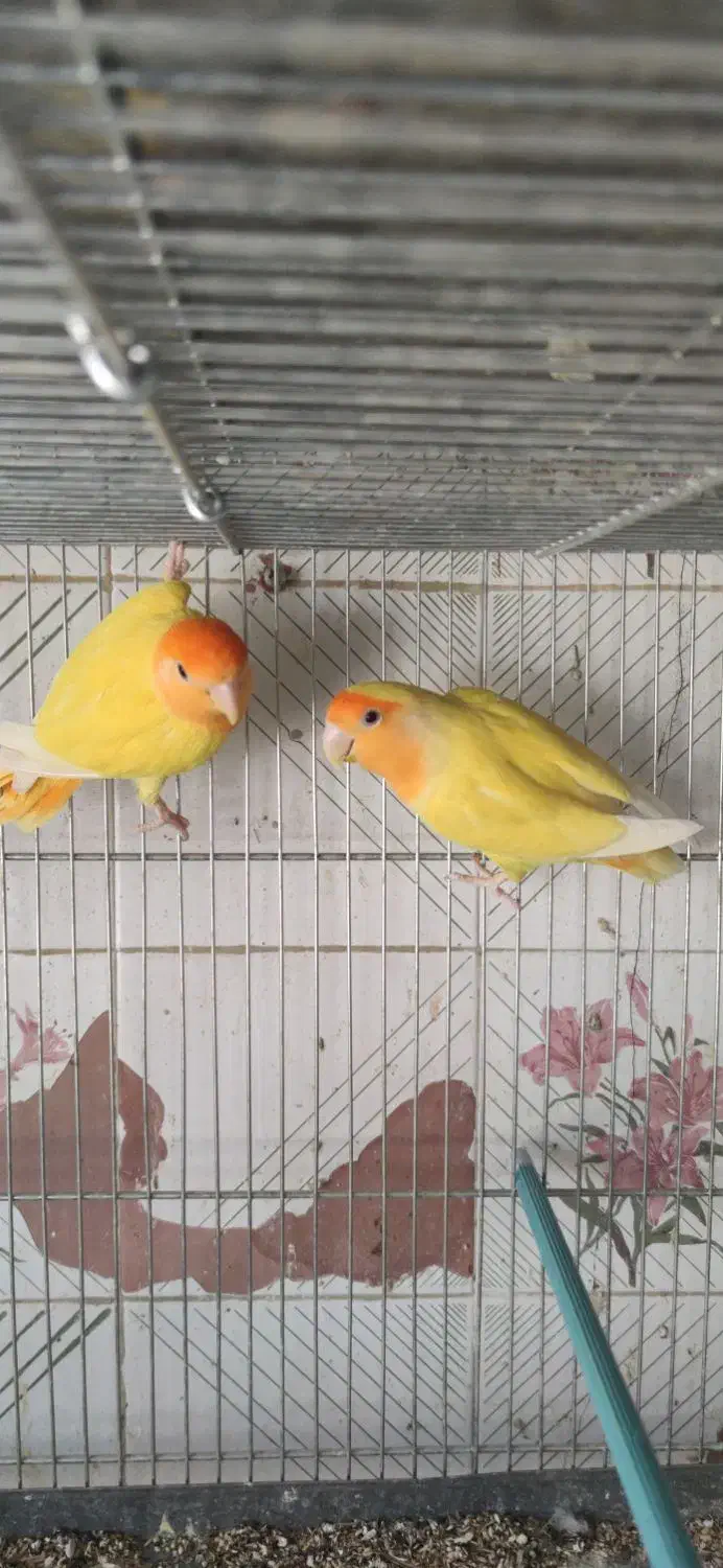 اوپال برزیلی کله نارنجی|پرنده|شیراز, لشکری‎|دیوار