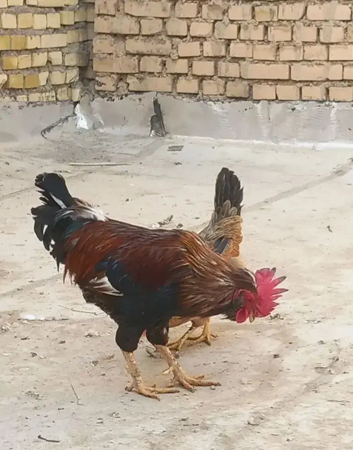 مرغ و خروس۱|حیوانات مزرعه|باوی, |دیوار