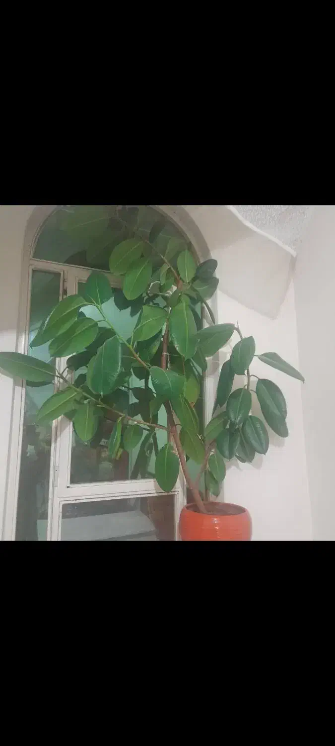 گل فیکوس|گل و گیاه طبیعی|ارومیه, |دیوار