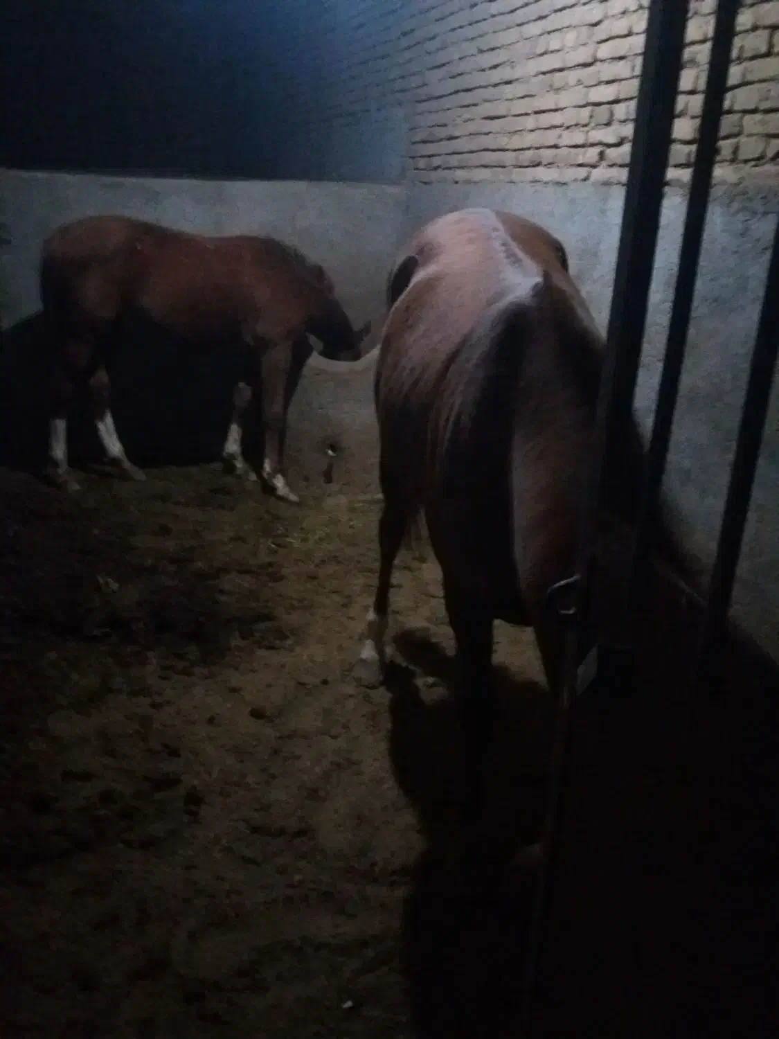 اسب ترکمن|اسب و تجهیزات اسب‌سواری|سبزوار, شرق کال میانی|دیوار