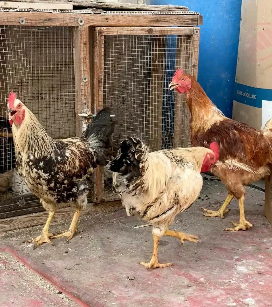 خروس|حیوانات مزرعه|کیش, |دیوار