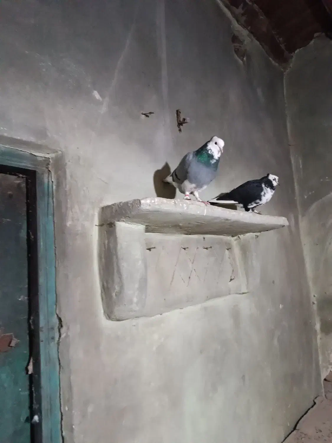 کفتر شازده سبز|پرنده|خلخال, |دیوار