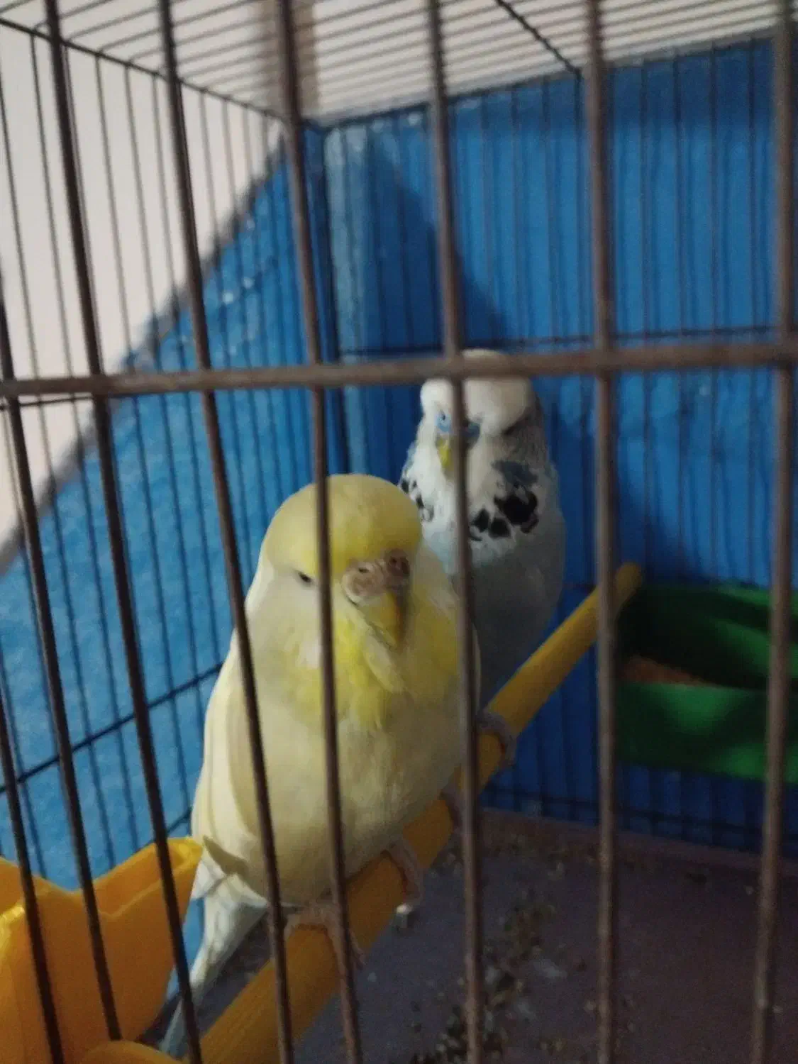 مرغ عشق انگلیسی|پرنده|شاهین‌شهر, شهرک گلدیس|دیوار