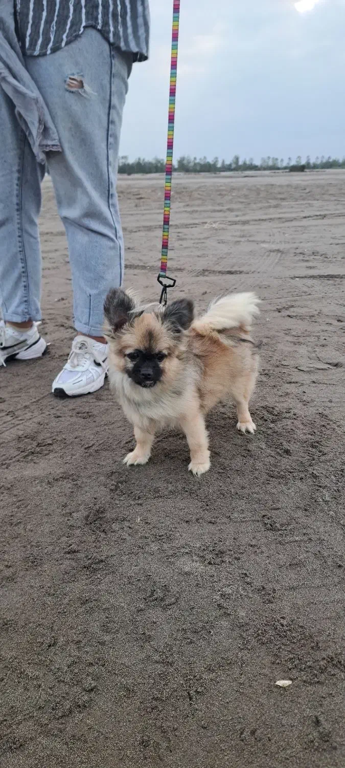 سگ پامرین  (کایلا)|سگ|کیاشهر, |دیوار