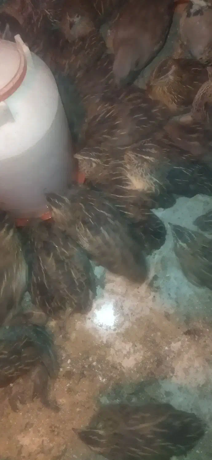 تخم بلدرچین نطفه دار جوجه بلدرچین و بلدرچین|حیوانات مزرعه|زاهدان, |دیوار