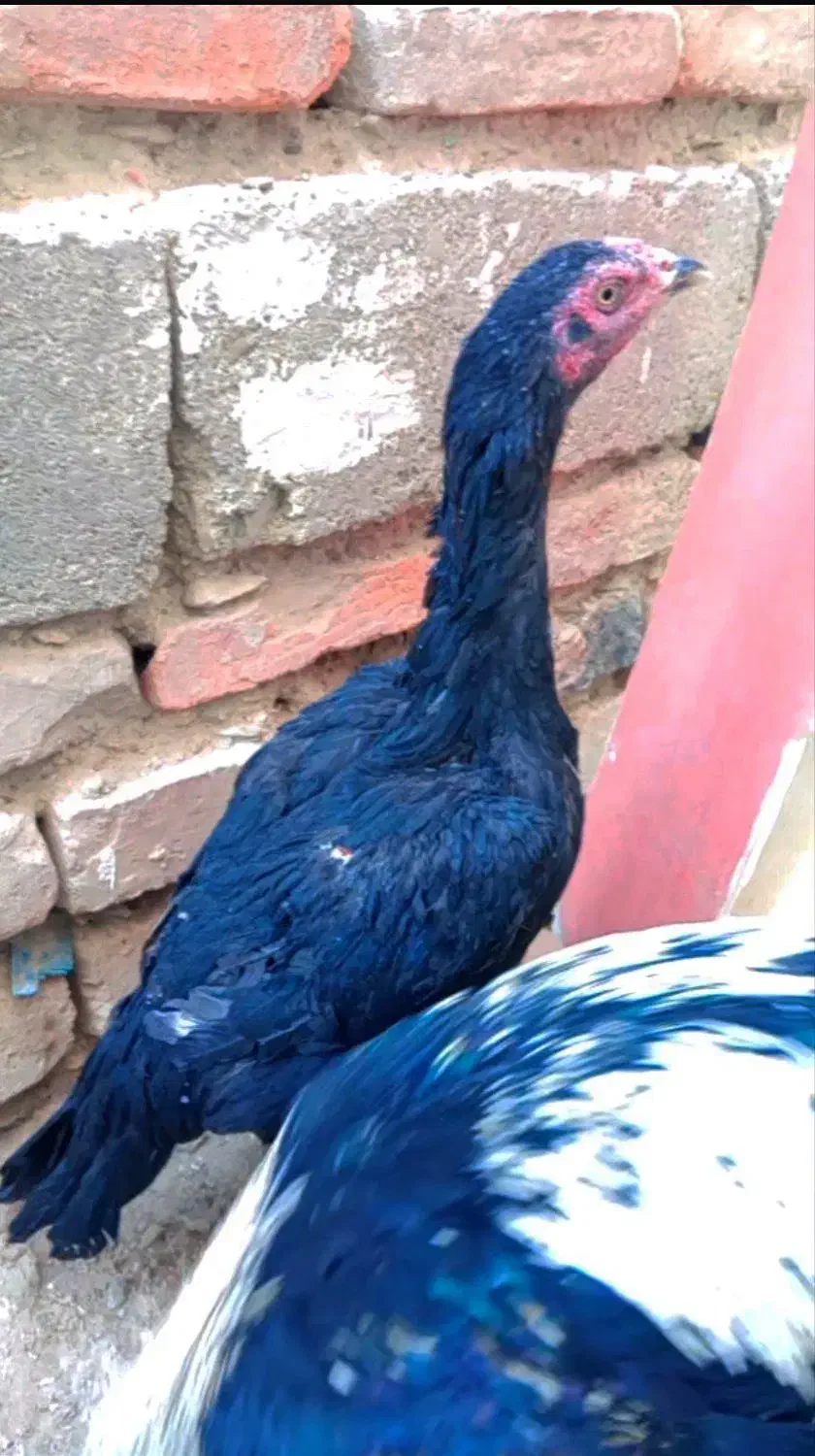 مرغ|حیوانات مزرعه|خاش, |دیوار